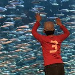 ツイートに含まれる画像