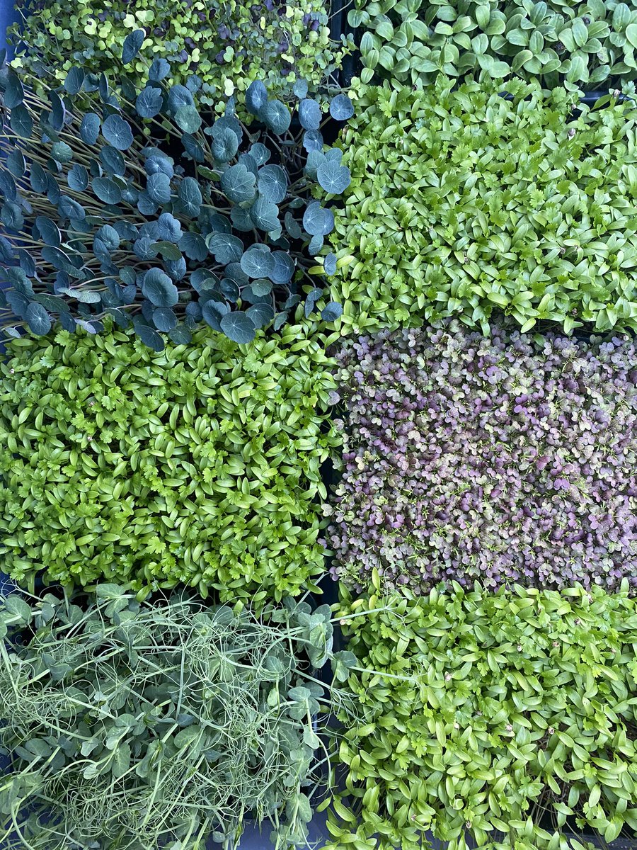 SowFreshUK's tweet photo. Good luck to everyone demanding change from our government today at the #GoodFoodGoodFarming march! Who’s got microgreens growing already for winter urban growing 😉 🌱 #FoodSystems https://t.co/1A1aCPHp45