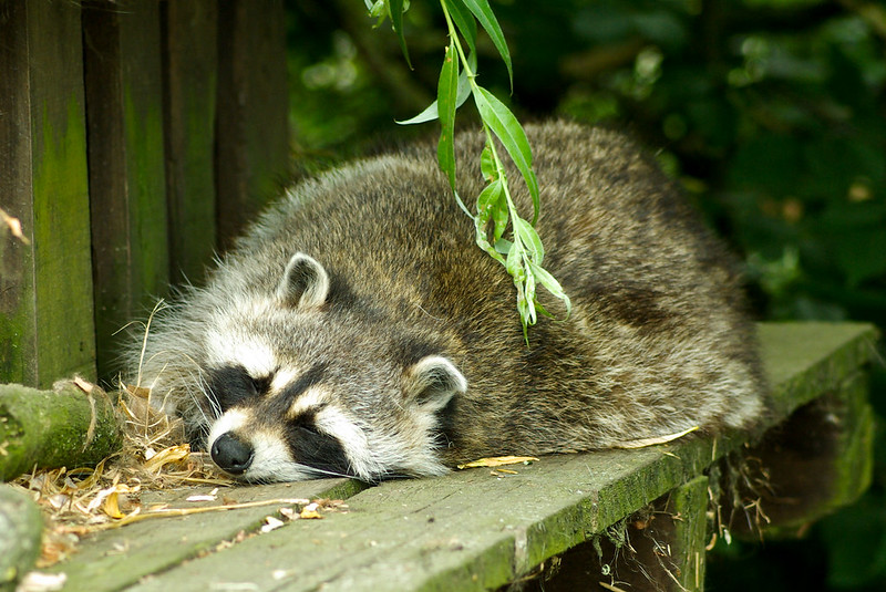 raccoonhourly tweet picture