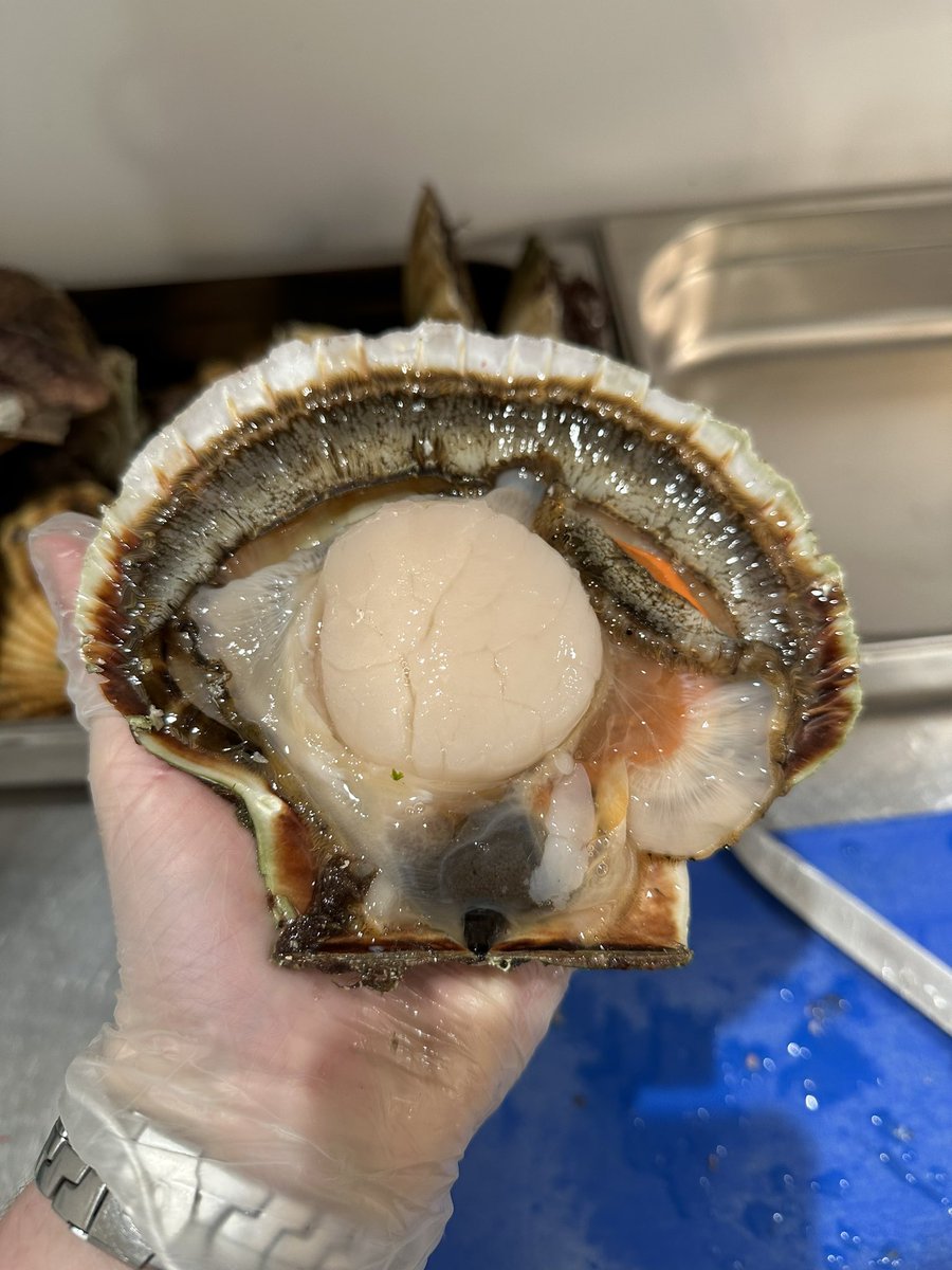 SkyeChefMonty's tweet photo. Consistent STONKERS from James at Skye Scallop Diivers as always….
Every one over 85g meat with the odd superheavyweight like this one 🤙👊
#HandDived #Skye #FreshIsBest https://t.co/uIVCSSwrHr