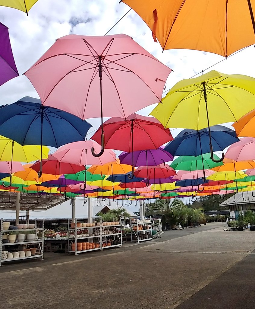 公財 鹿沼市花木センター公社 Bonsaizamurai Twitter