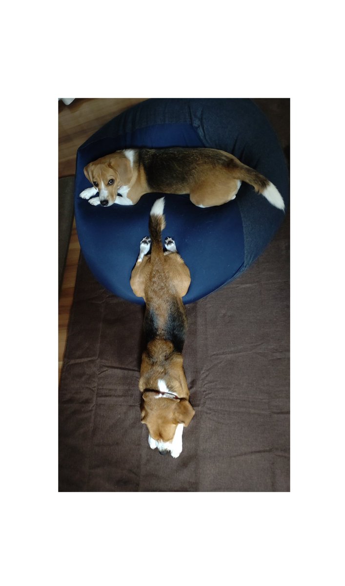 我が家の【TT兄妹】