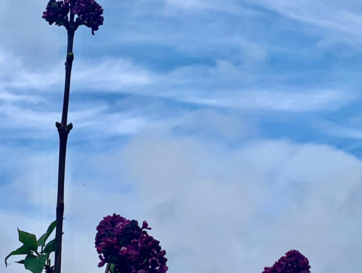 SarverKeith's tweet image. The cats in the yard, after rain all night, happy the neighbors' dog is out walking or inside. Nice textures and light reflections. Also why is one of the lilac trees blooming in October? #catsintheyard #lightreflections #furnituretextures #organictextures #octoberblooms