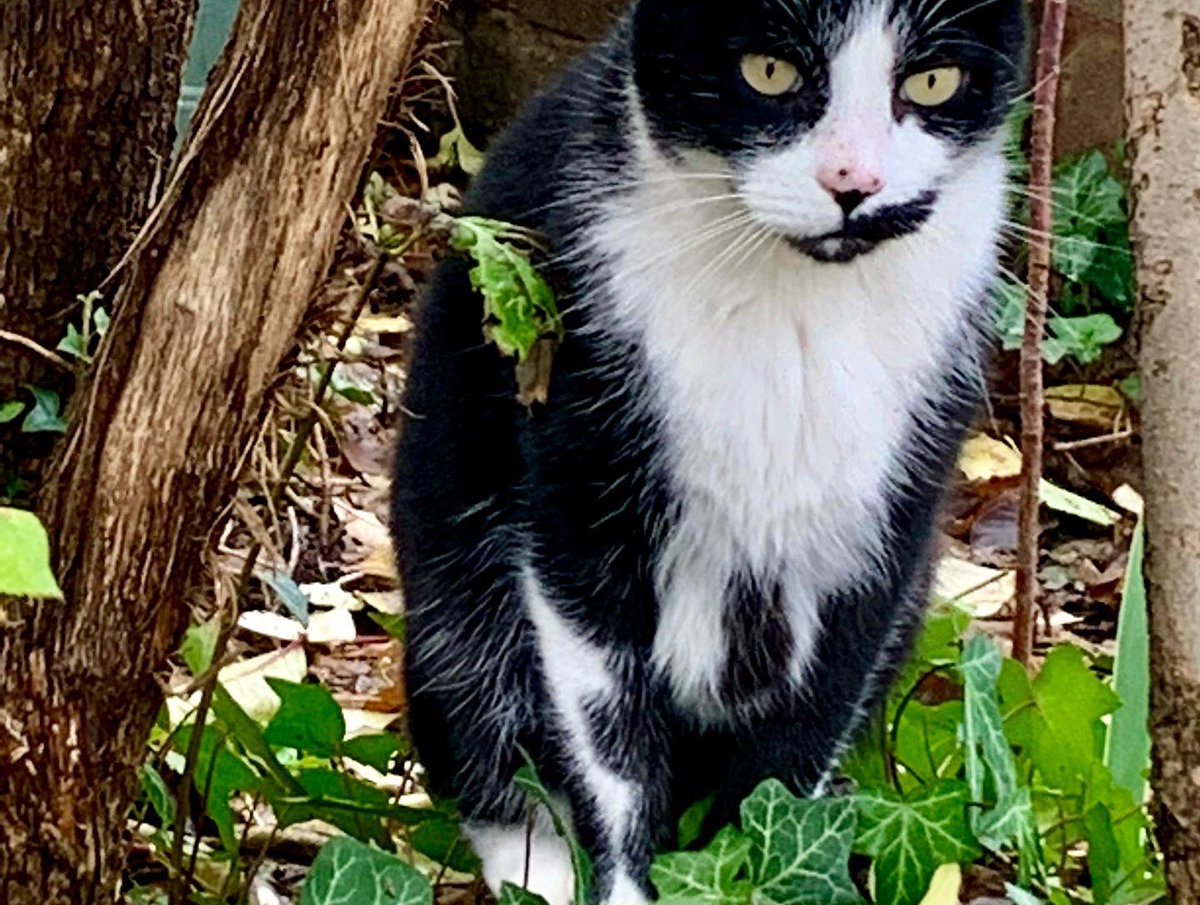 SarverKeith's tweet image. The cats in the yard, after rain all night, happy the neighbors' dog is out walking or inside. Nice textures and light reflections. Also why is one of the lilac trees blooming in October? #catsintheyard #lightreflections #furnituretextures #organictextures #octoberblooms