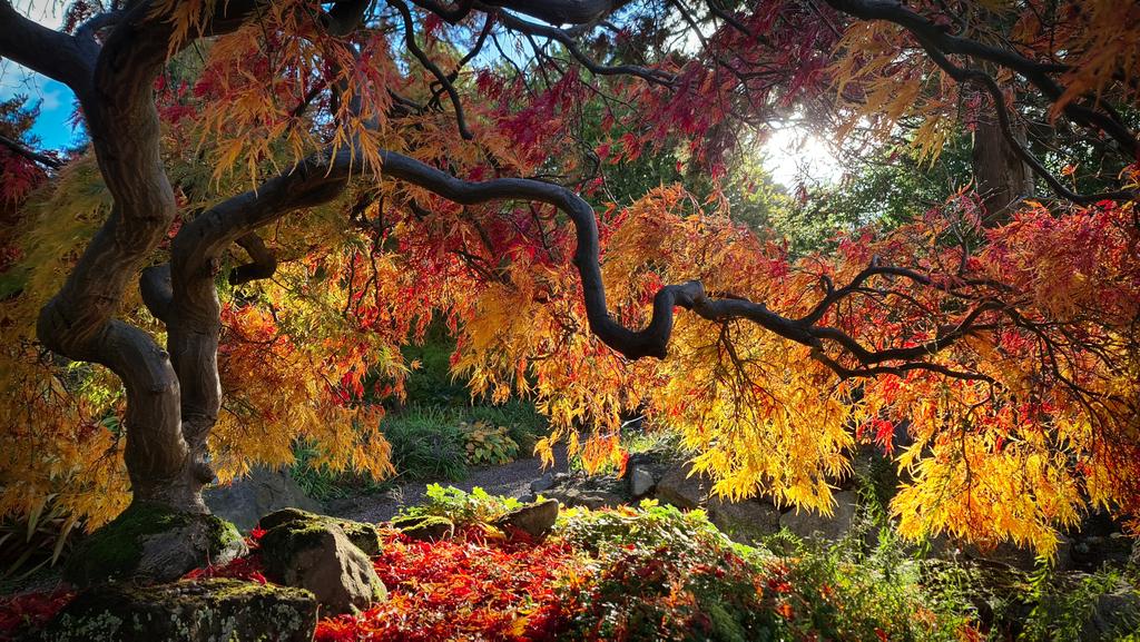 christophhowell's tweet image. Acer palmatum var. dissectum.
Autumn colour is beautiful this year.