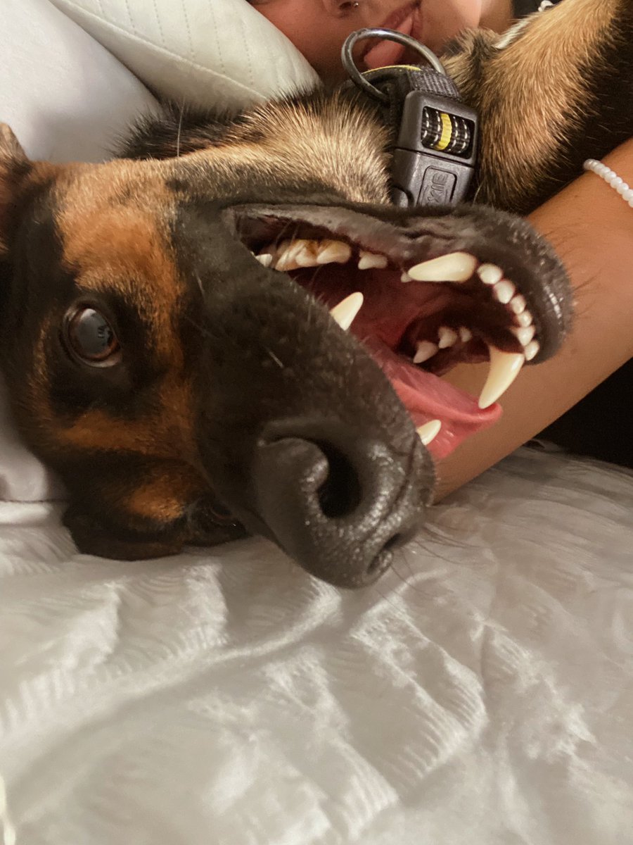 haizeamora's tweet photo. Cansado después del paseo? JAJAJAJAJAJAJA https://t.co/ZLWlkQjd1y