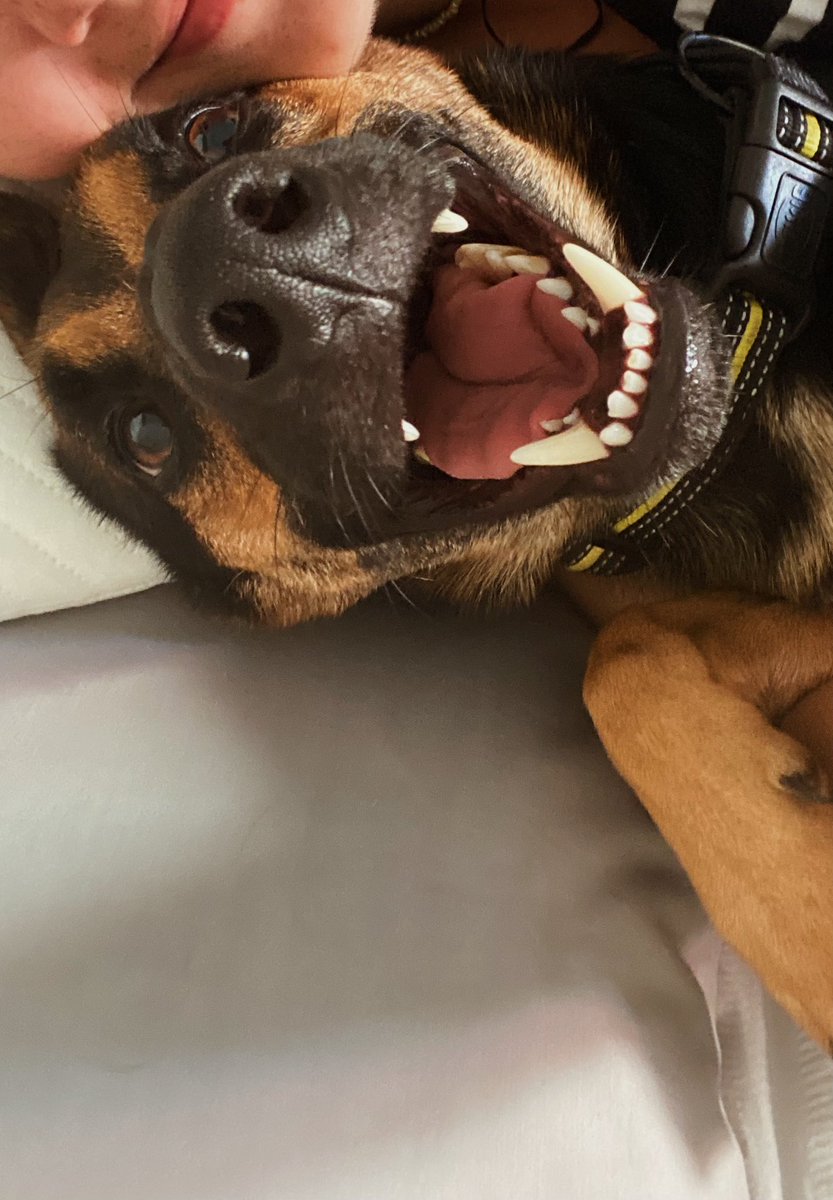 haizeamora's tweet photo. Cansado después del paseo? JAJAJAJAJAJAJA https://t.co/ZLWlkQjd1y