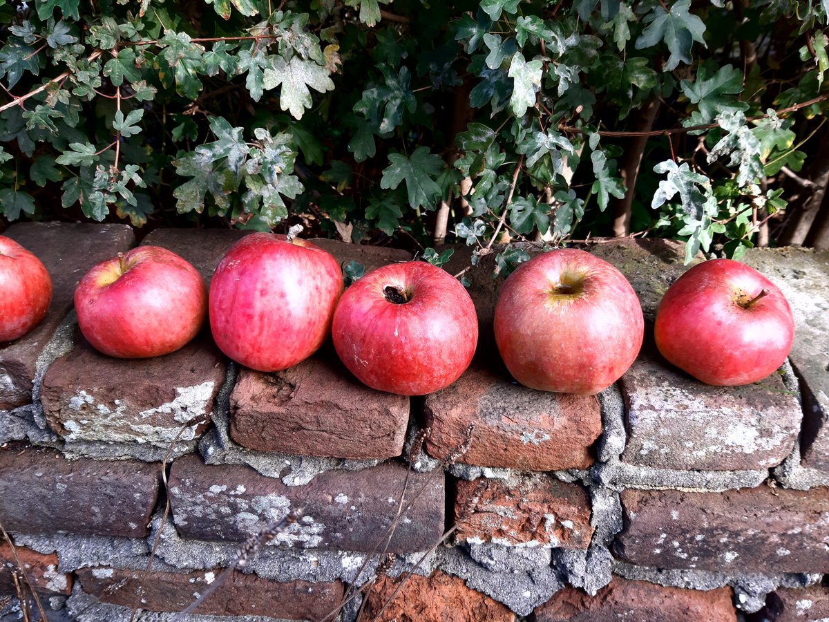 Ken iemand dit appelras?  fris/ zoet <a href="/oudefruitrassen/">oudefruitrassen</a>