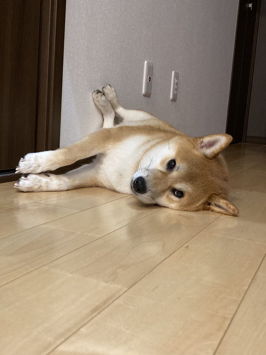 marukikumaru's tweet photo. あし😂
#柴犬 #しばいぬ #柴犬のいる暮らし #柴犬大好き #イケメン犬 #おもしろ犬 #イケ柴 #イケワン #溶け柴 #ドッグラン #かえるちゃん #毛玉 #デブ柴 #岐阜県 #岐阜市 #岐南町
#dog #doglove #lifeisdogs #shiba #shibainu #doggy #pets #animal https://t.co/fbKaw1pNig