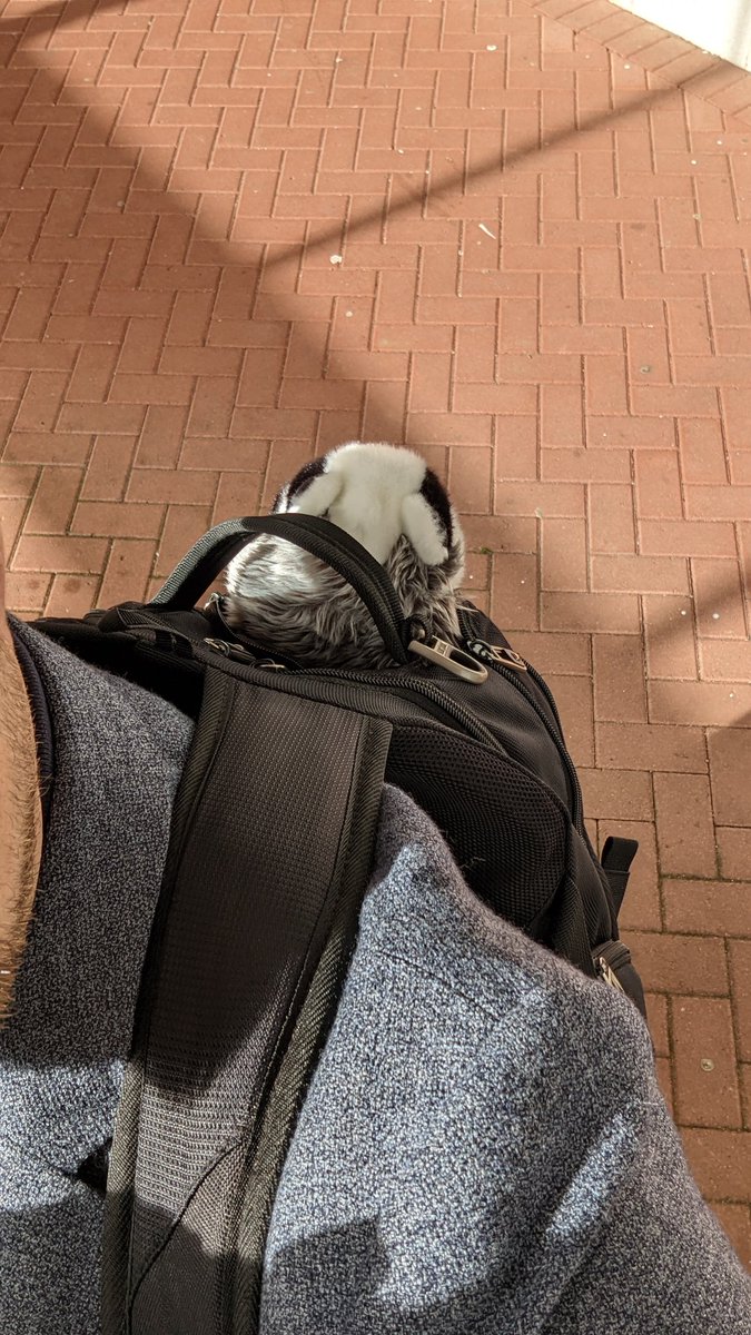 Bessie The Bespoke Badger is on tour <a href="/M365Summit/">South Coast Summit</a>
Snap and tag Bessie if you have a chance.
#SCS2022 #BessieTheBespokeBadger