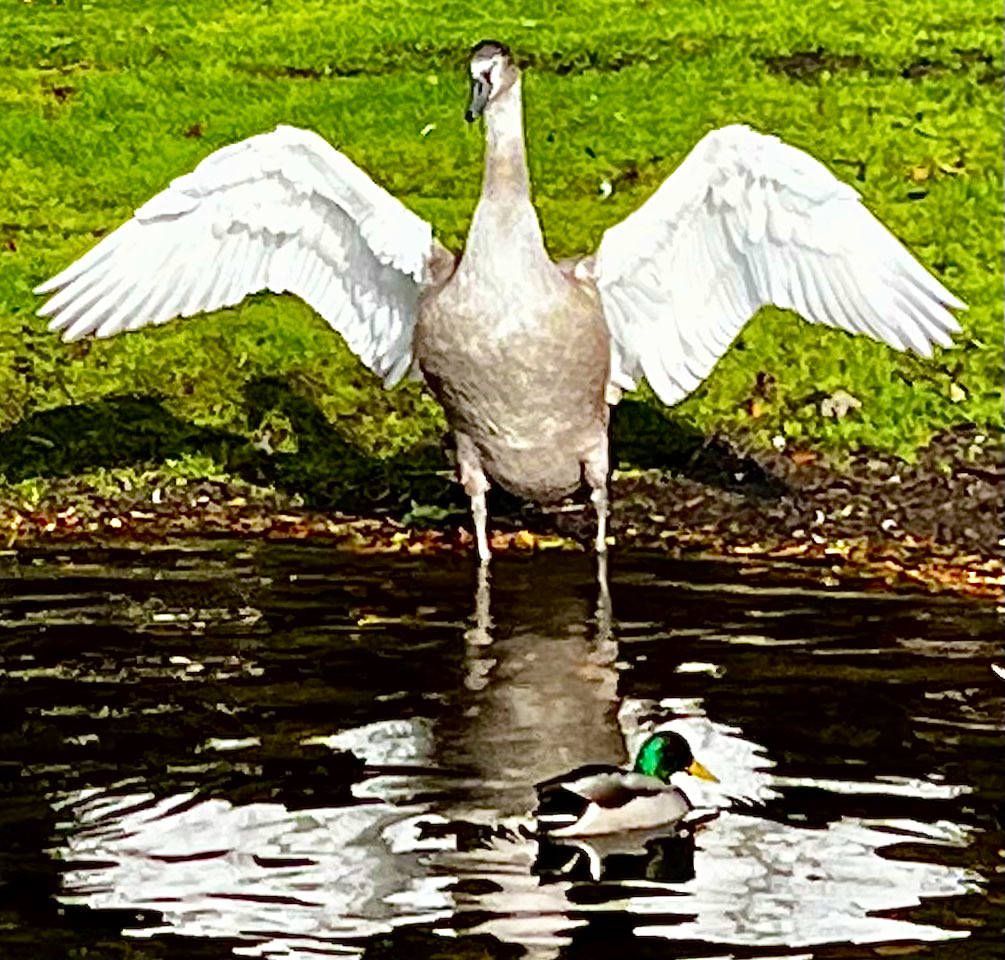 “I am Byron, son of <a href="/HenrySwan13/">HenrySwan</a>. Come and have a go if you think you’re hard enough…” #Hardcore #Cygnet #Grasmere #LakeDistrict <a href="/faerymere/">Faeryland Grasmere</a> <a href="/ThePhotoHour/">#ThePhotoHour</a> <a href="/CBezzant/">Charlotte Bezzant</a>