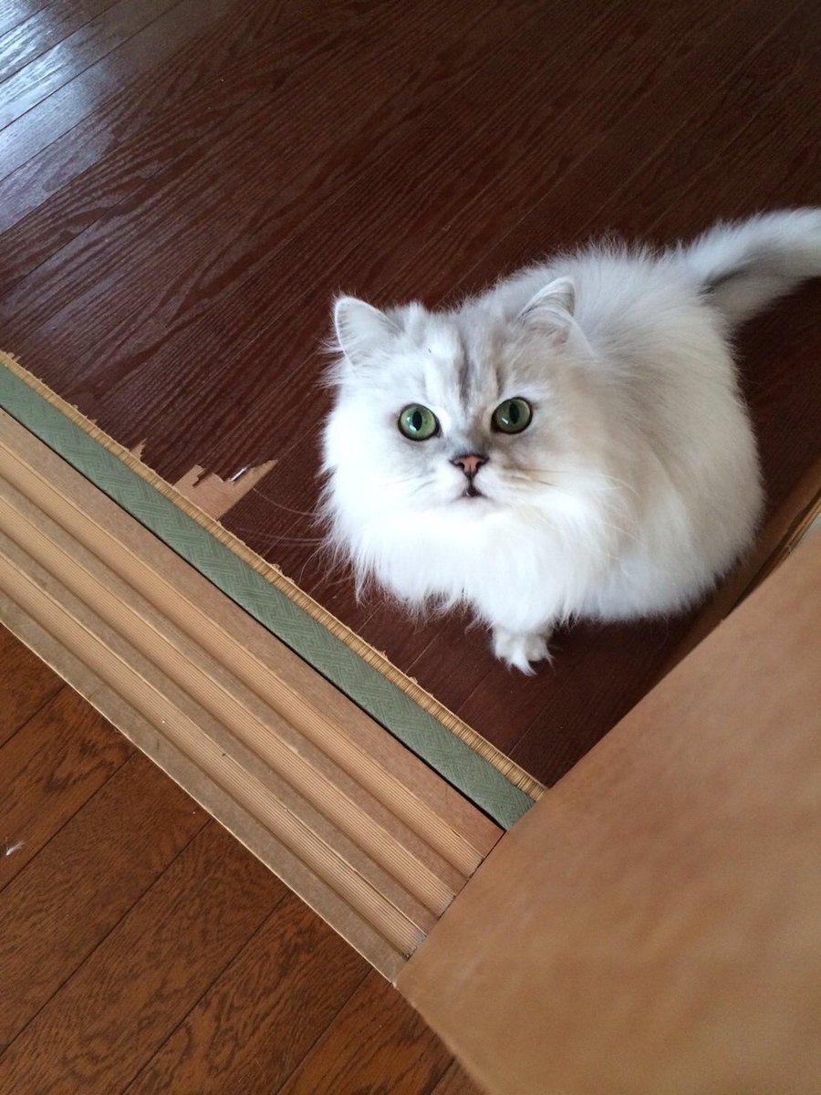 AocwaG's tweet photo. 18歳で老衰かー
これで函館から飼ってた猫は居なくなってしまった
22歳、16歳、18歳長生きだな https://t.co/4DApEBKmY4