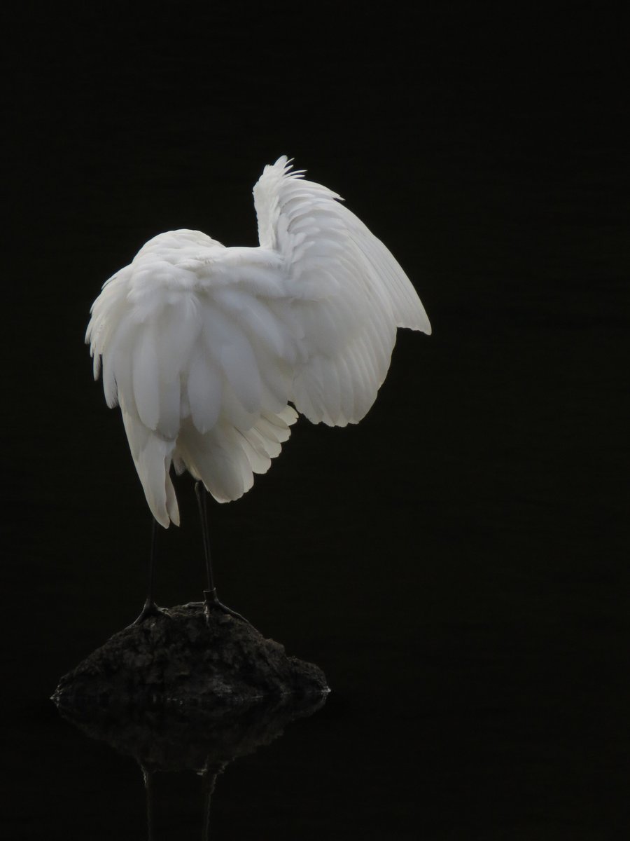 SG_devon's tweet photo. Very obliging Great White Egret at Tottiford Reservoir yesterday afternoon. Colour ringed too, Red ACA, looks like it's the same bird that has been touring Devon over the past few months. Second site record, last one was in October 2016. https://t.co/9PExYNKj8c