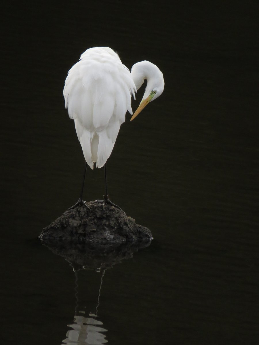 SG_devon's tweet photo. Very obliging Great White Egret at Tottiford Reservoir yesterday afternoon. Colour ringed too, Red ACA, looks like it's the same bird that has been touring Devon over the past few months. Second site record, last one was in October 2016. https://t.co/9PExYNKj8c
