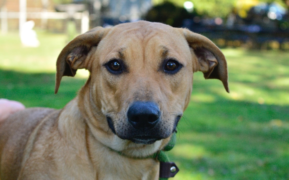 Oh, hiiiiiiiii 😍 Ruby is a sweet gal looking for the right family. Could that be you?! Walk in today to meet a ton of amazing adoptable dogs, whose adoption fees are 50% reduced through Sunday! Questions? Text our team: 610-566-4575!