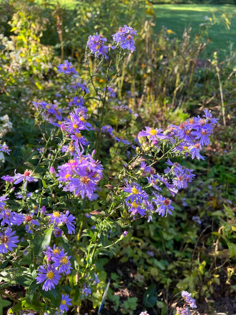 🔵 Bluebird Smooth Aster (Aster laevis 'Bluebird') is a native perennial that blooms through the fall. It produces clusters of daisy-like flowers and is a highly-rated wildflower that attracts all types of native bees and butterflies, including migrating Monarchs. #stamford