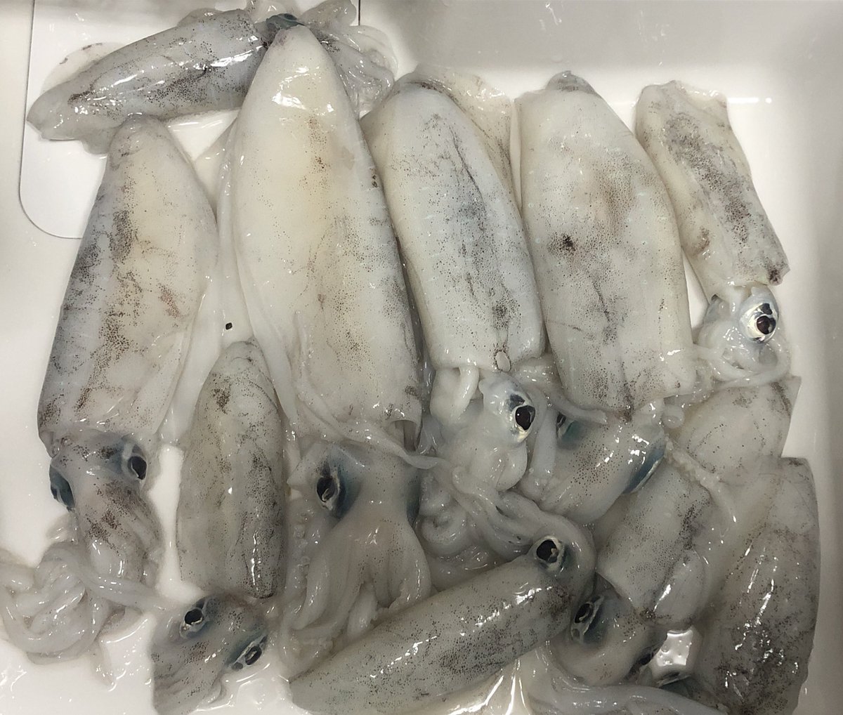 昨夜のエギング🦑
3時間半やって14キャッチ10キープ。今期最大の800g越えも出て大満足。金曜の晩で人多かったけど行って良かった😄
