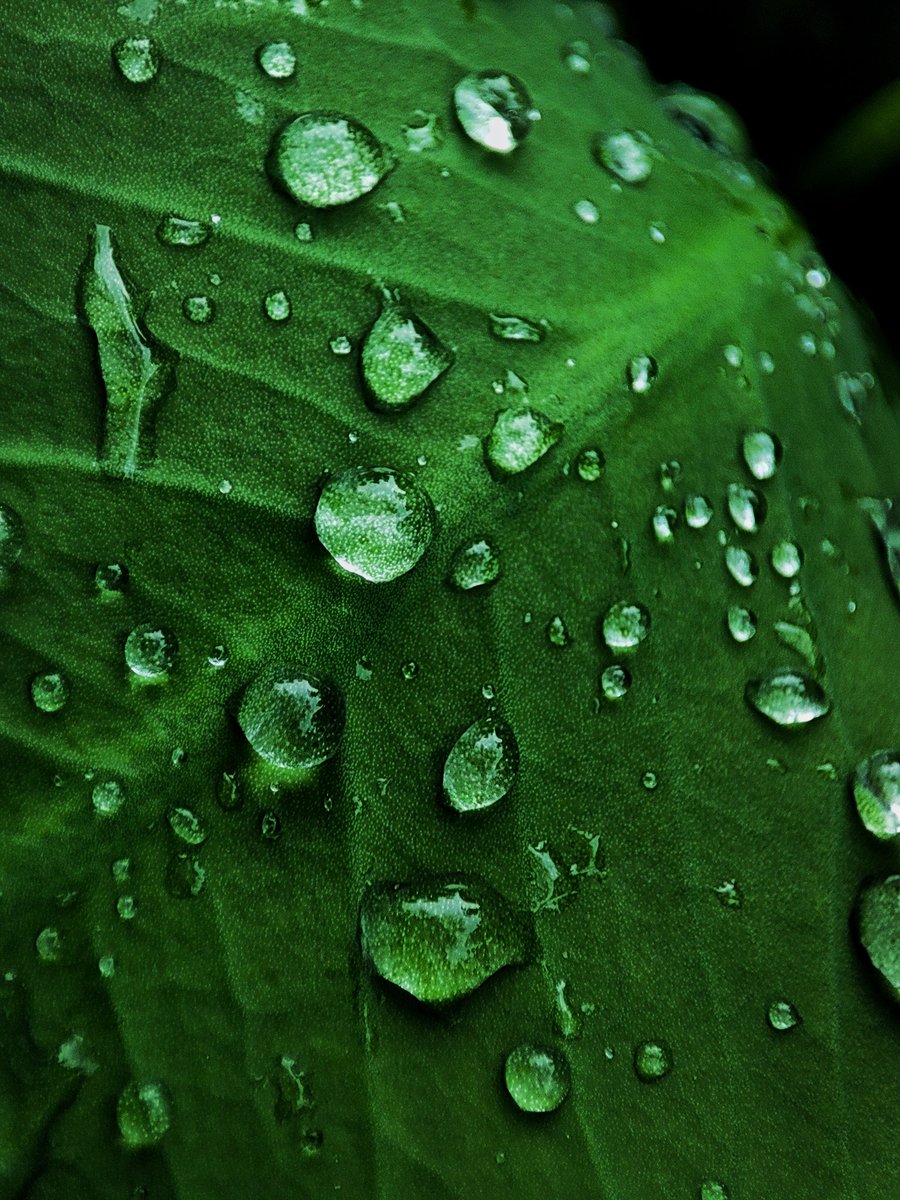 AsankVats's tweet photo. The relationship between a drop of water and a leaf is inspirational.❤❤
☘️☘️
@imAyushraj01
@Arpitra66005362
@NatGeoPhotos
#nature
#leaf #mobilephotgraphy https://t.co/KWlqXi1lir