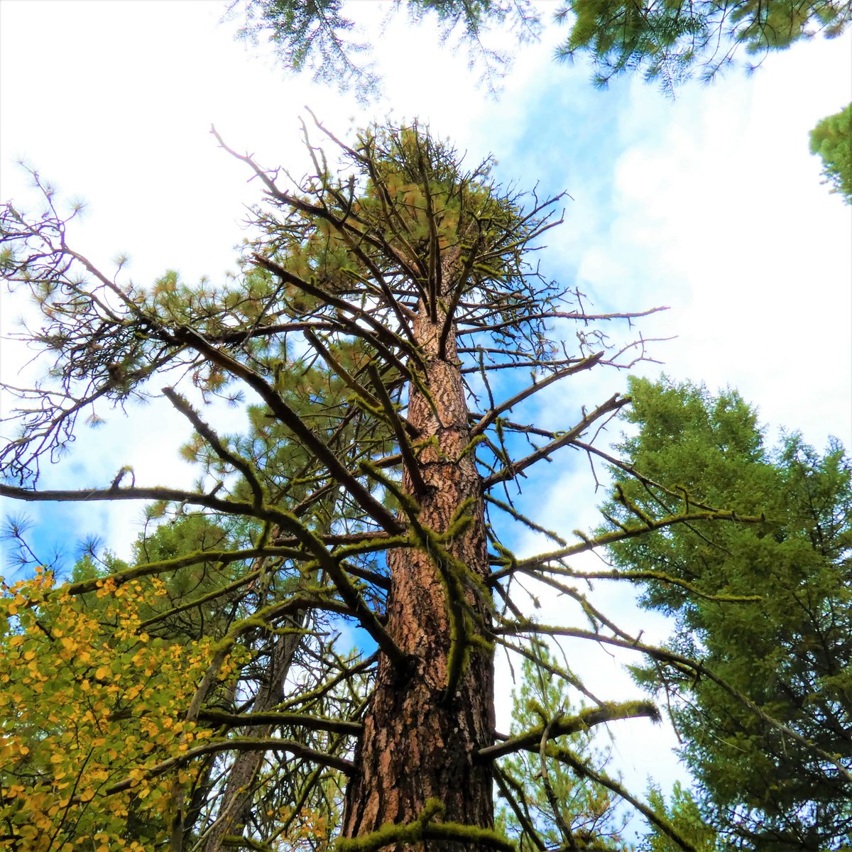 able_acorn's tweet photo. Beautiful trees just give me joy.  I'm glad for the time I get to spend enjoying the trees.  Take a moment if you can and enjoy the beauty of nature.

#treecaptures #treephotos #plantatree #savethetrees #naturebreak #enjoythetrees https://t.co/0zrjqTqkQB
