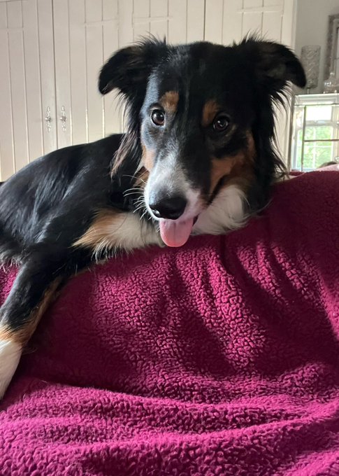 Who needs a hot water bottle when you&rsquo;re unwell 🤣   Arty is looking after me today 🥰 https://t.co/Y6