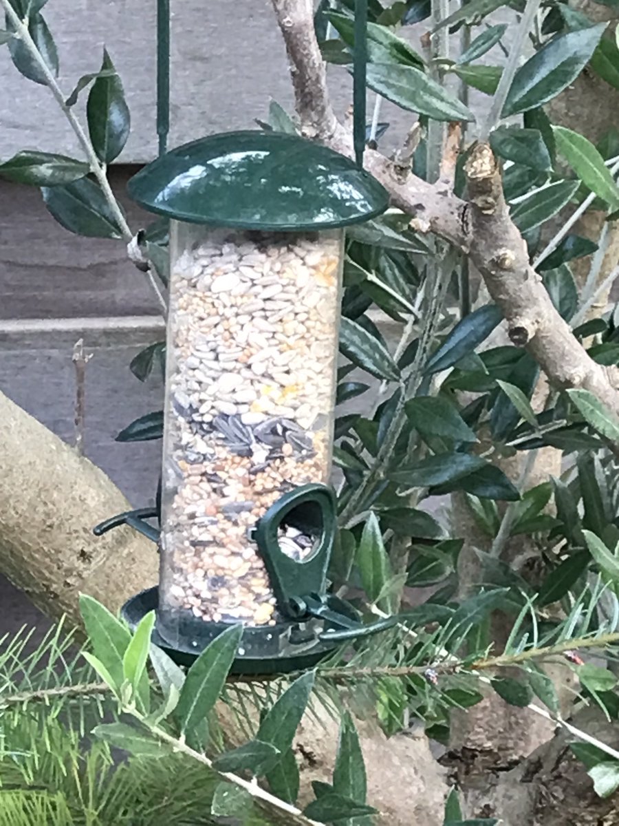 gart_scheppers's tweet photo. 🍂☀️🍃Mooie avond allemaal en welkom in onze tuin #teambirds https://t.co/hkFqVV7epE