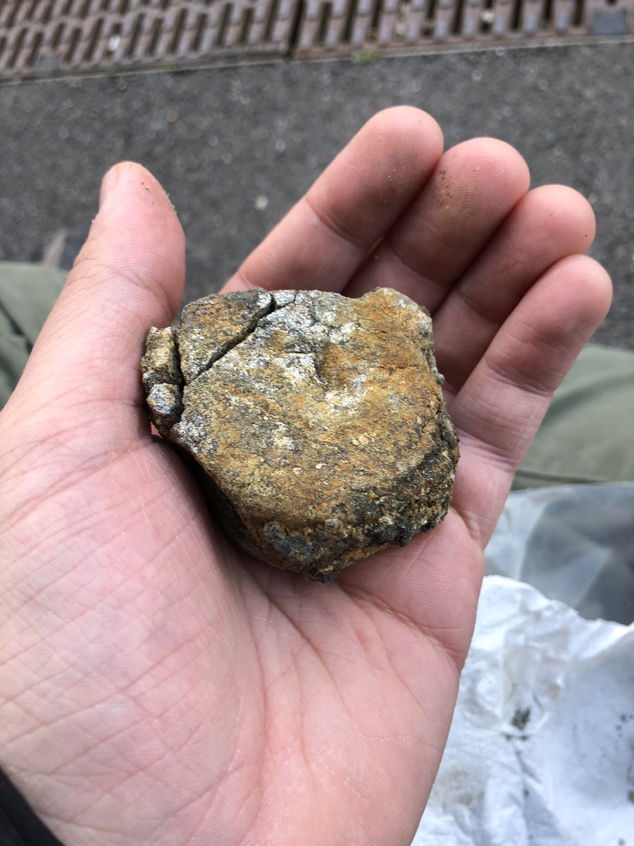 Ichthyosaur(?) vert found in Penarth