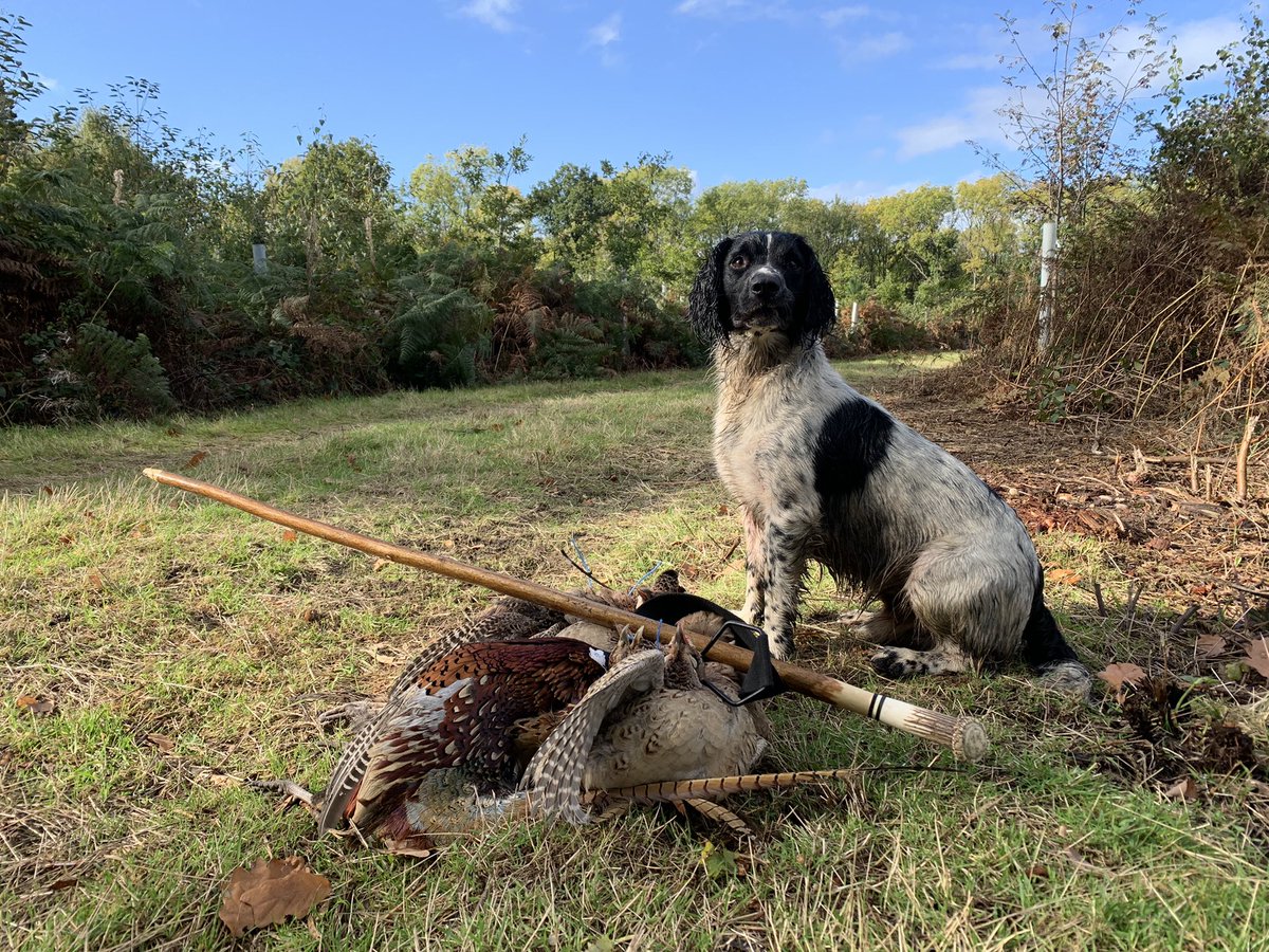 mark_rowbottom's tweet image. About as good as ya day can get 🐾👍