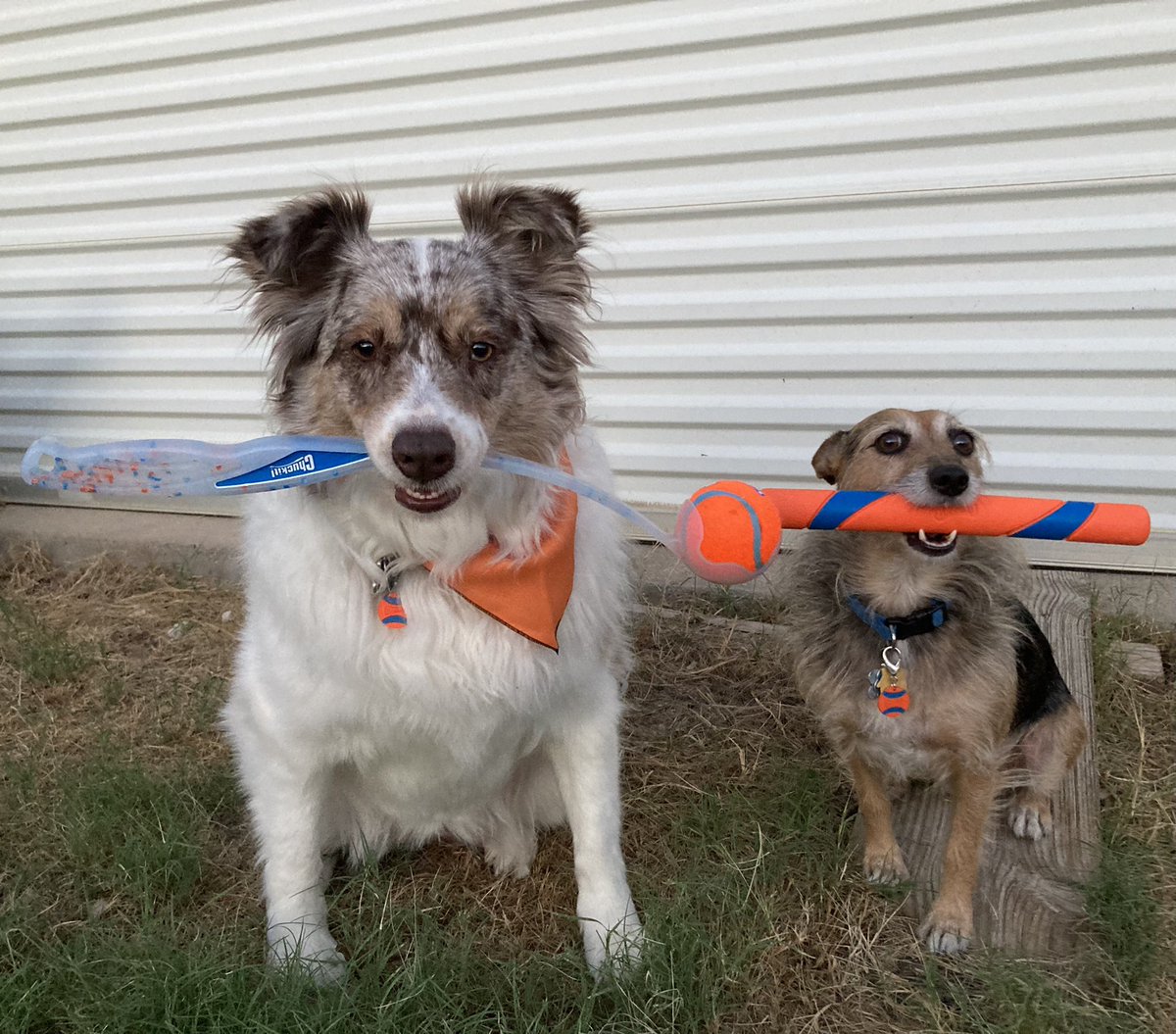 HerbieMooland's tweet photo. Happy National Fetch Day yโall! ๐พ๐ How are you celebrating?
#happydogs #spoileddogs #happynationalfetchday #nationalfetchday #makefetchhappen #fetch #playtime #happyfuntime #fun #ultrafetchstick #chuckit #chuckitball #chuckittoys #fursiblings #dogslife #dogsoftwitter #dogtweet https://t.co/84QdyBg9wS