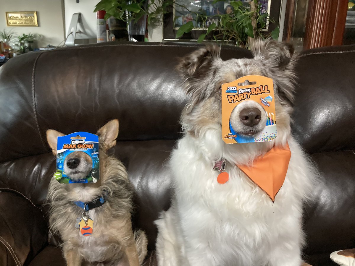 HerbieMooland's tweet photo. Happy National Fetch Day yโall! ๐พ๐ How are you celebrating?
#happydogs #spoileddogs #happynationalfetchday #nationalfetchday #makefetchhappen #fetch #playtime #happyfuntime #fun #ultrafetchstick #chuckit #chuckitball #chuckittoys #fursiblings #dogslife #dogsoftwitter #dogtweet https://t.co/84QdyBg9wS