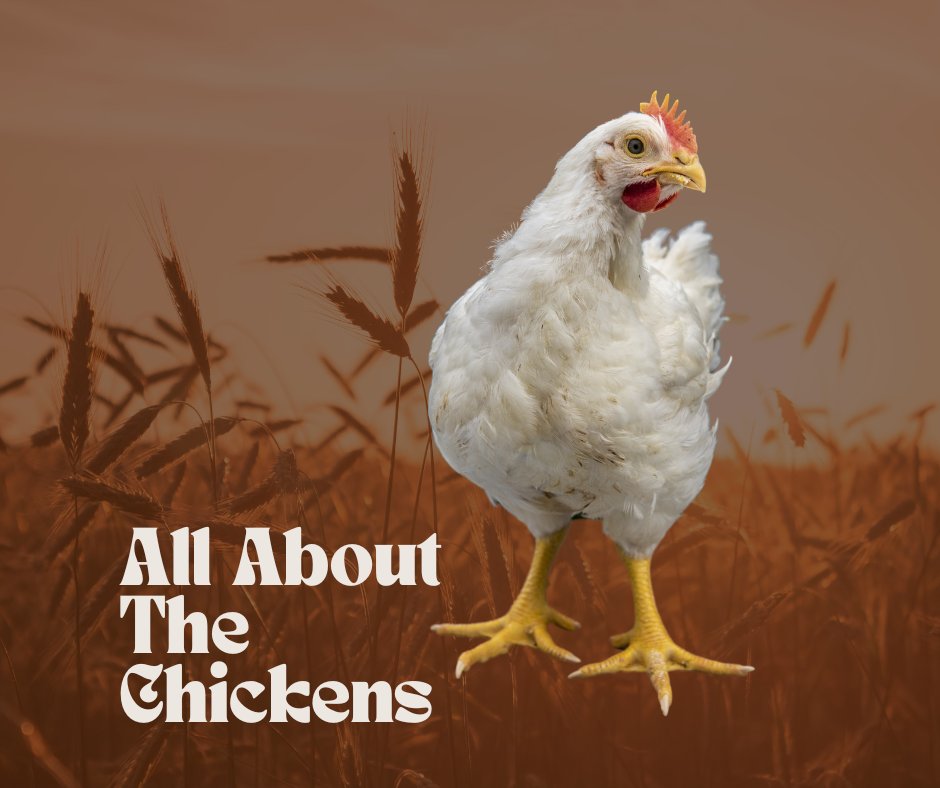 shellsfeed's tweet photo. Don't forget to check out the #ChickenReport today for all things chickens!! https://t.co/snb6HMkYfM #chickens #rabbits #shoplocal https://t.co/z1xGQPFFuq