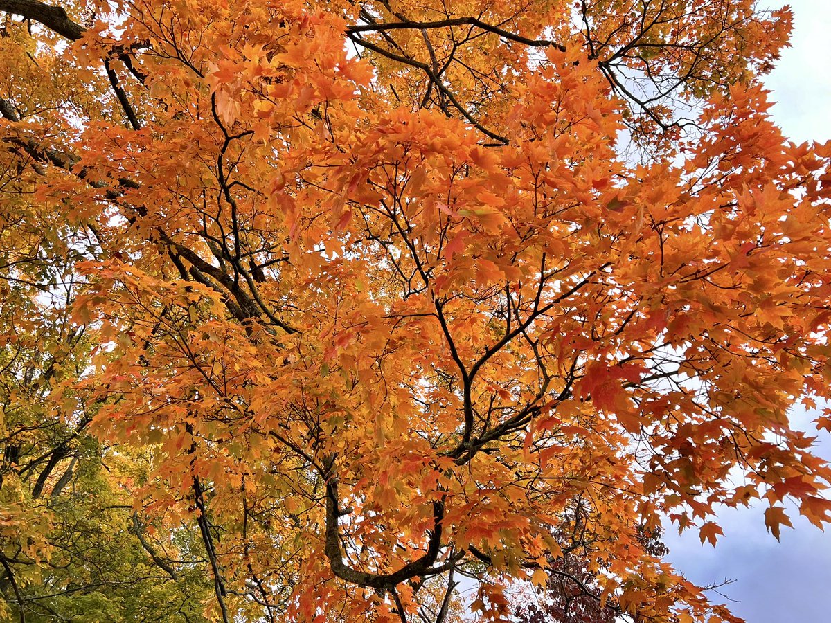 lynnsferrazza1's tweet photo. Beautiful color around the area #fallfoliage #trees #phelpshatheway #fallinconnecticut https://t.co/Kq21NvpC8z