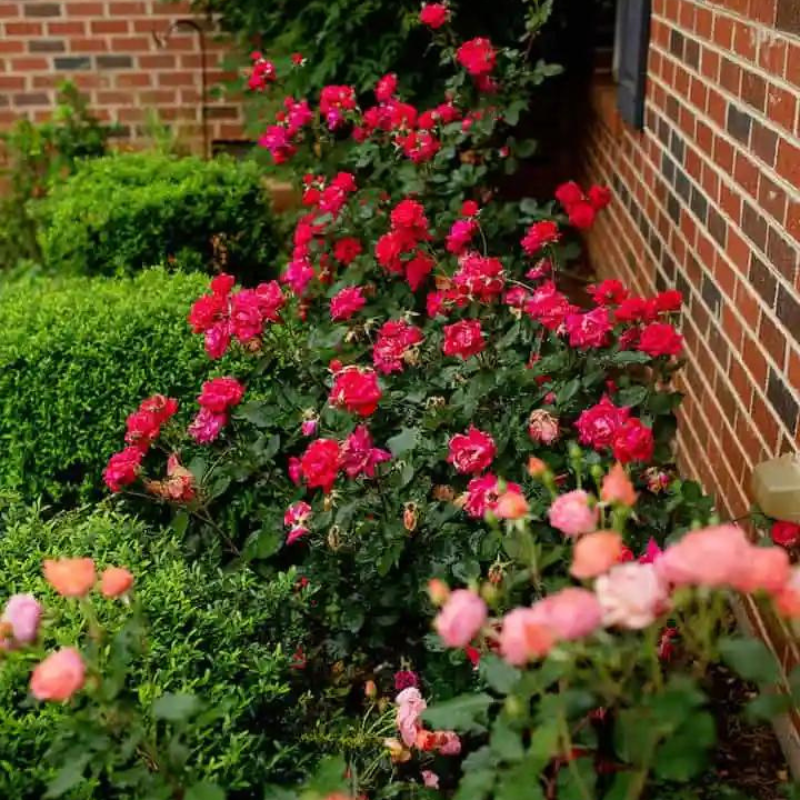 lifeisagardensa's tweet photo. Plant of the Week: Knock Out Roses
“A thorn defends the rose, harming only those who would steal the blossom.”
- Chinese proverb
#Lifeisagarden #greenery #Spring #October #Rockongardening #Xeriscaping
#Gardenday #Rosemonth
#hybridroses #gardeninglife https://t.co/6Fz9dut1Hq