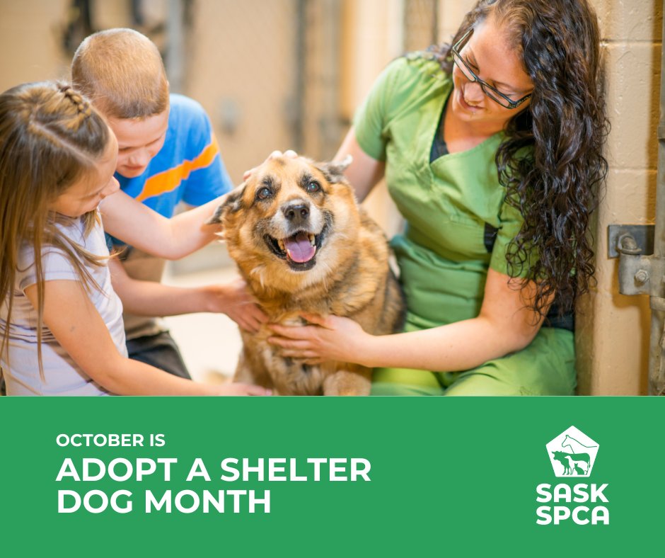 SaskSPCA's tweet photo. If you’re looking for a companion, visit your local SPCA or Humane Society. With 15 shelters in SK, your new BFF could be closer than you think! Shelter locations: https://t.co/AM5IVxD4ig

#SaskPets #AdoptAShelterDog https://t.co/t1ShIxvIot