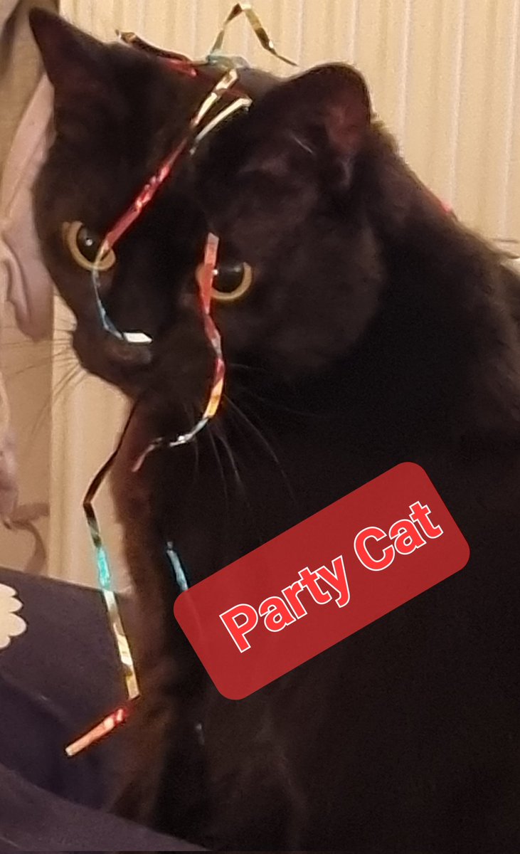Shadowthecat22's tweet photo. Happy Caturday to all my human and cat friends I already have and I look forward to having.  Meow from me.  Please like and follow me #Caturday #blackcatsoftwitter #partycat https://t.co/vjx9xIF8zI