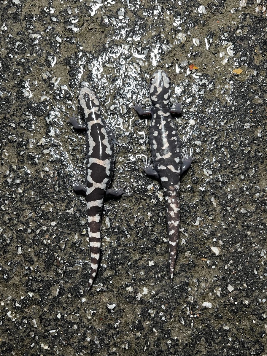 NKFherping's tweet photo. With our first good Fall rain came our first salamander migration of the season! These two gravid female Marbled Salamanders showcased just how variable this species can be as they lumbered across the road. https://t.co/6O7HFAvkhF