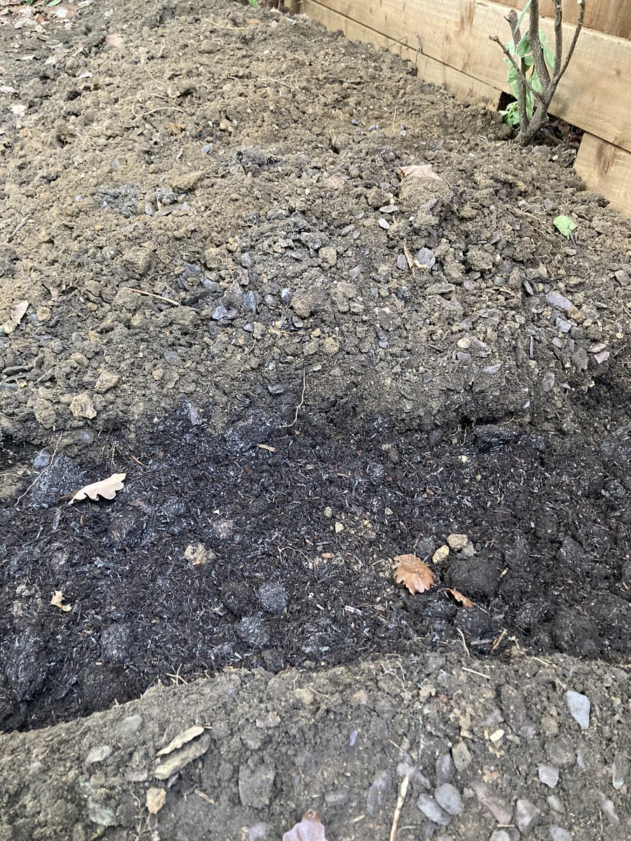 BBCRadioKentAG's tweet photo. Have been #doubledigging all day. Can’t move now send help! (Or a v. strong horse linament!) 😂 https://t.co/zlnb3UcN1S