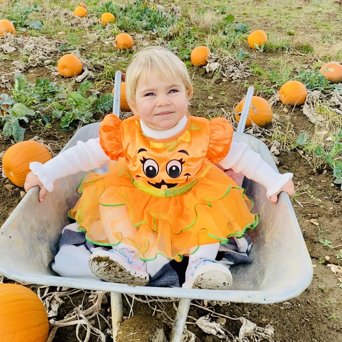 WCTFarm's tweet photo. 🎃 Well what a 1st day! 😮 Thank you to all who came along to pick a pumpkin, hunt for our spooky scenes, drink hot chocolate, climb hay bales, buy a spooky decoration, eat a German sausage or slice of pizza, find a painted stone, play giant checkers or say hello to our piggies! https://t.co/arOmPtDEA9