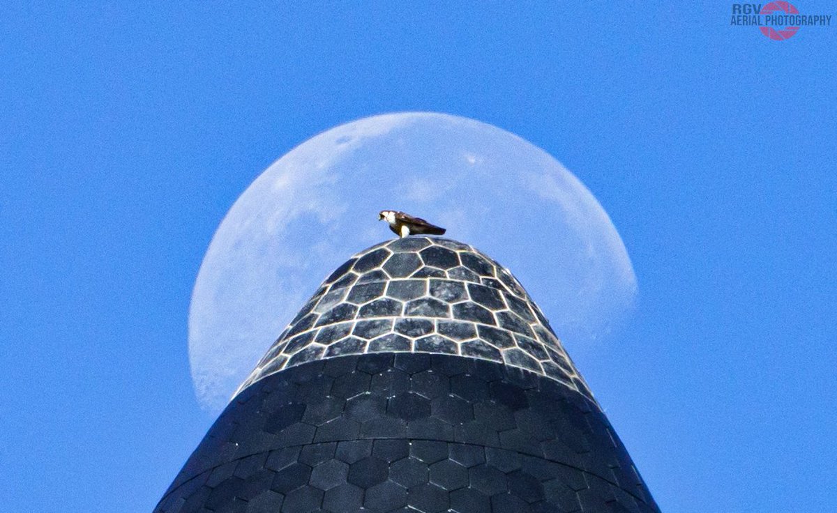 RGVaerialphotos's tweet photo. Bird of prey on top of the Full Stack! https://t.co/sMiaofXN7C
