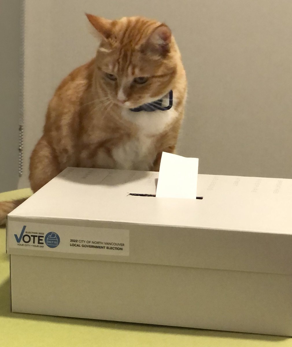 tonyvalente_ca's tweet photo. #localelections2022 here! Be like Oliver #getoutandvote #northvancouver #caturday #catsofinstagram #CatsofTwittter @CityOfNorthVan #ElectionCat https://t.co/IfNIPVcQXm