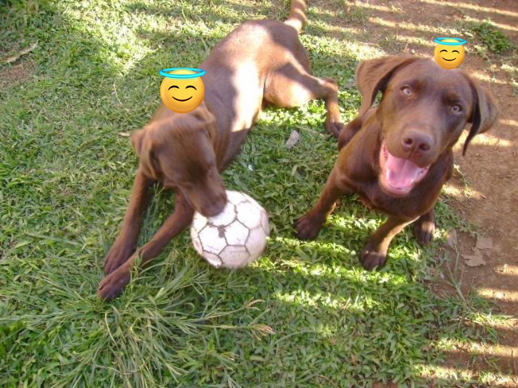 Fabioortizz's tweet photo. Hoje vocês se encontram de novo, que vocês brinquem ao lado de São Francisco aí no céu. Obrigado pelos 14 anos de amizade e momentos felizes. https://t.co/ytFTNItXPz