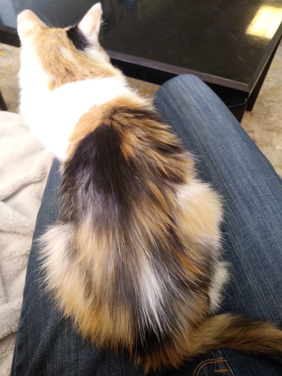 Melissa Altman-Traub (@melissatraubrd) on Twitter photo Hanging with Mama today, a super-sweet and fluffy 13 year old looking for a home!
<a href="/CatTalesInc/">Cat Tales Inc.</a>
#catrdday Hanging with Mama today, a super-sweet and fluffy 13 year old looking for a home!
<a href="/CatTalesInc/">Cat Tales Inc.</a>
#catrdday