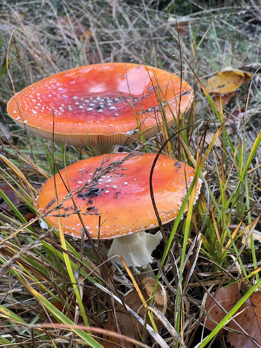 Goede Herfstvakantie! 🍄🍁🐿️