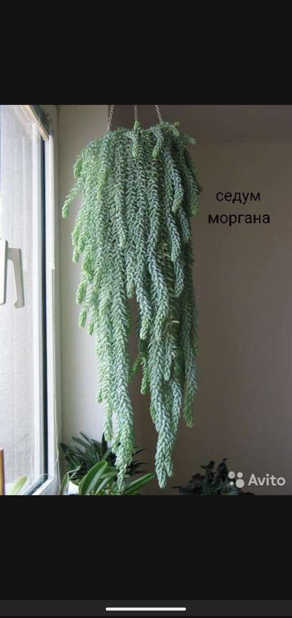 Отросток Очиток Моргана