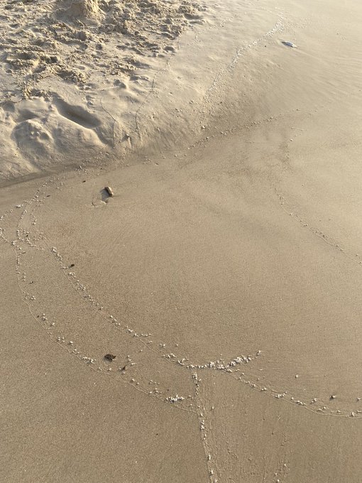 I thought these were fish eggs.🙁 Closer look and it&rsquo;s disintegrated styrofoam washing up the shore. 😭<a href="/tag/beachcleanup"class="tags"><span>#beachcleanup</span></a><a href="/tag/waterpollution"class="tags"><span>#waterpollution</span></a><a href="/tag/greenenvironme"class="tags"><span>#greenenvironme</span></a>