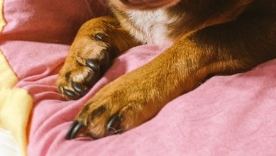 Snowby21's tweet photo. @haunted_mars @hollymaltese You are strong Hollybub @hollymaltese . We are sending you healing hugs and kisses. #Pawsin for #Hollybub . #Pawcircle #PODT #BARK #MEOW https://t.co/hGGYYaO0OV
