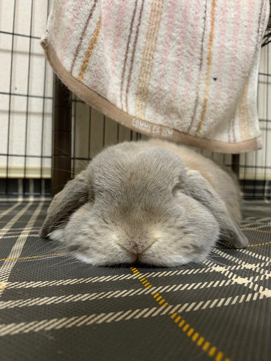 ojaojaojao's tweet photo. なんつーとろけ具合💘 https://t.co/91wSdVHrNj