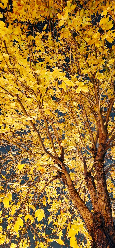 CypressMcCarthy's tweet image. 