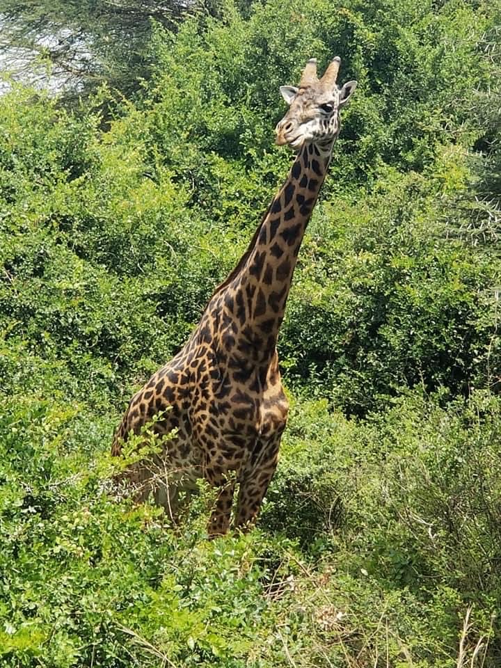 Very gentle giant animal and have a calm demeanor
