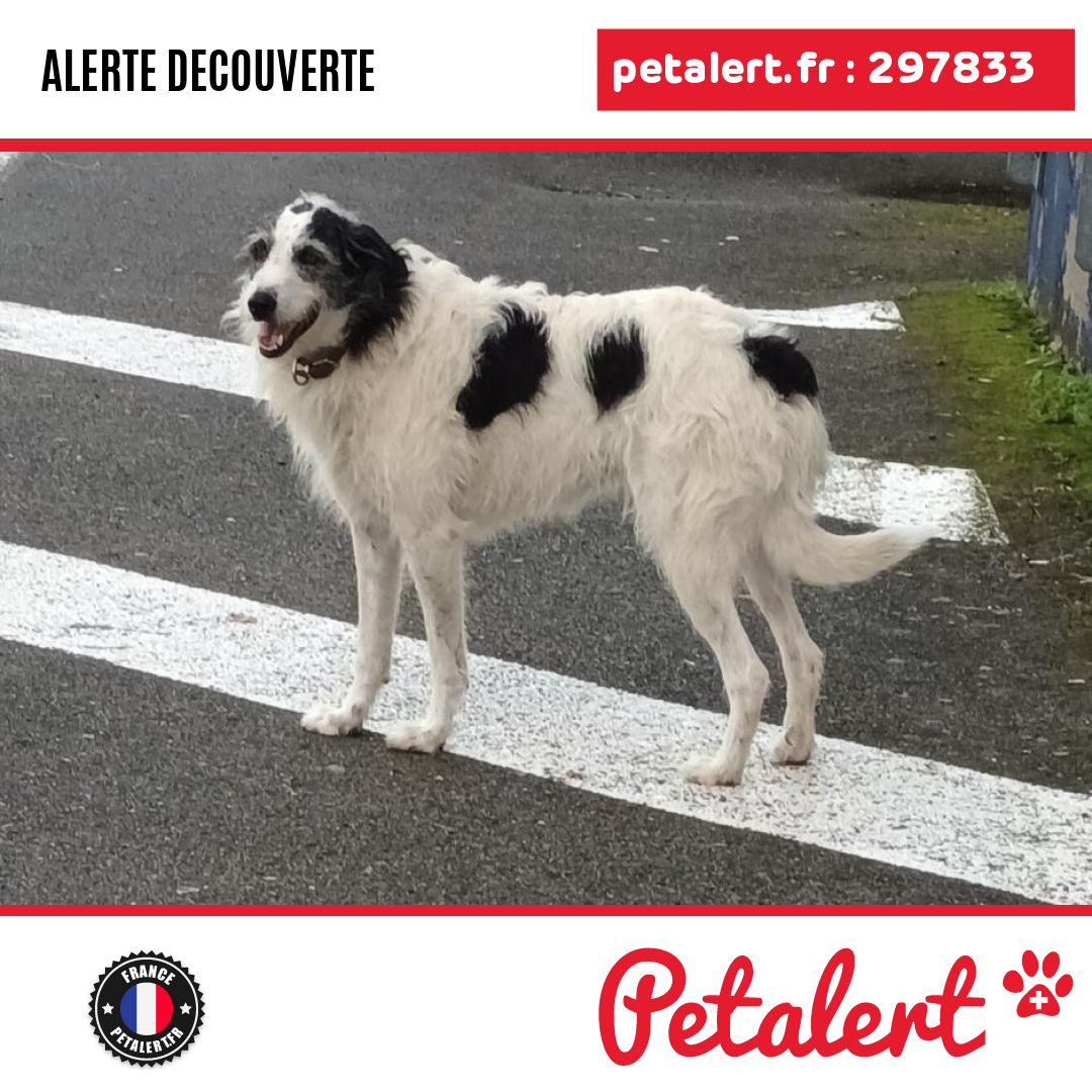 Trouvé #Chien #Landes #SaintPaulLesDax #Petalert  #PetAlert40 / p3t.co/djnAa