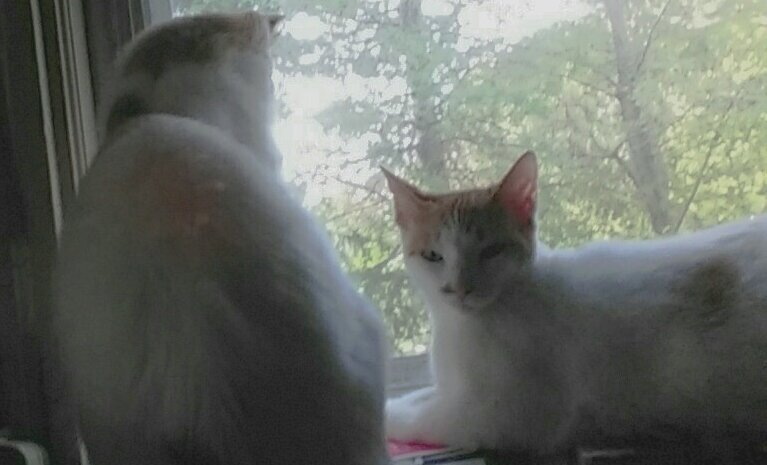 FSCARPACI's tweet photo. My twin girls,  on a beautiful fall day...new England Ma..Snowfall and Snowpaws.... https://t.co/EnZDXS6S9C
